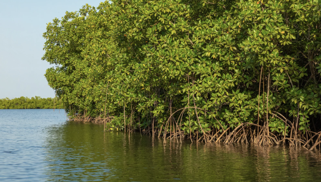 Mangroves and their importance Belize 